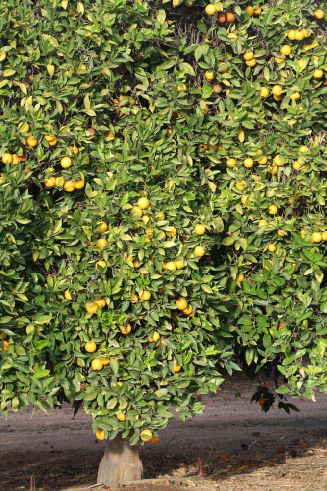            Habit (Vainiglia, Riverside, CA)   